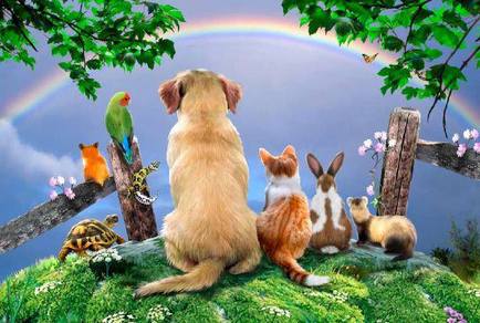 rainbow bridge