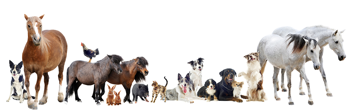 group of farm animals and pets in front of white background